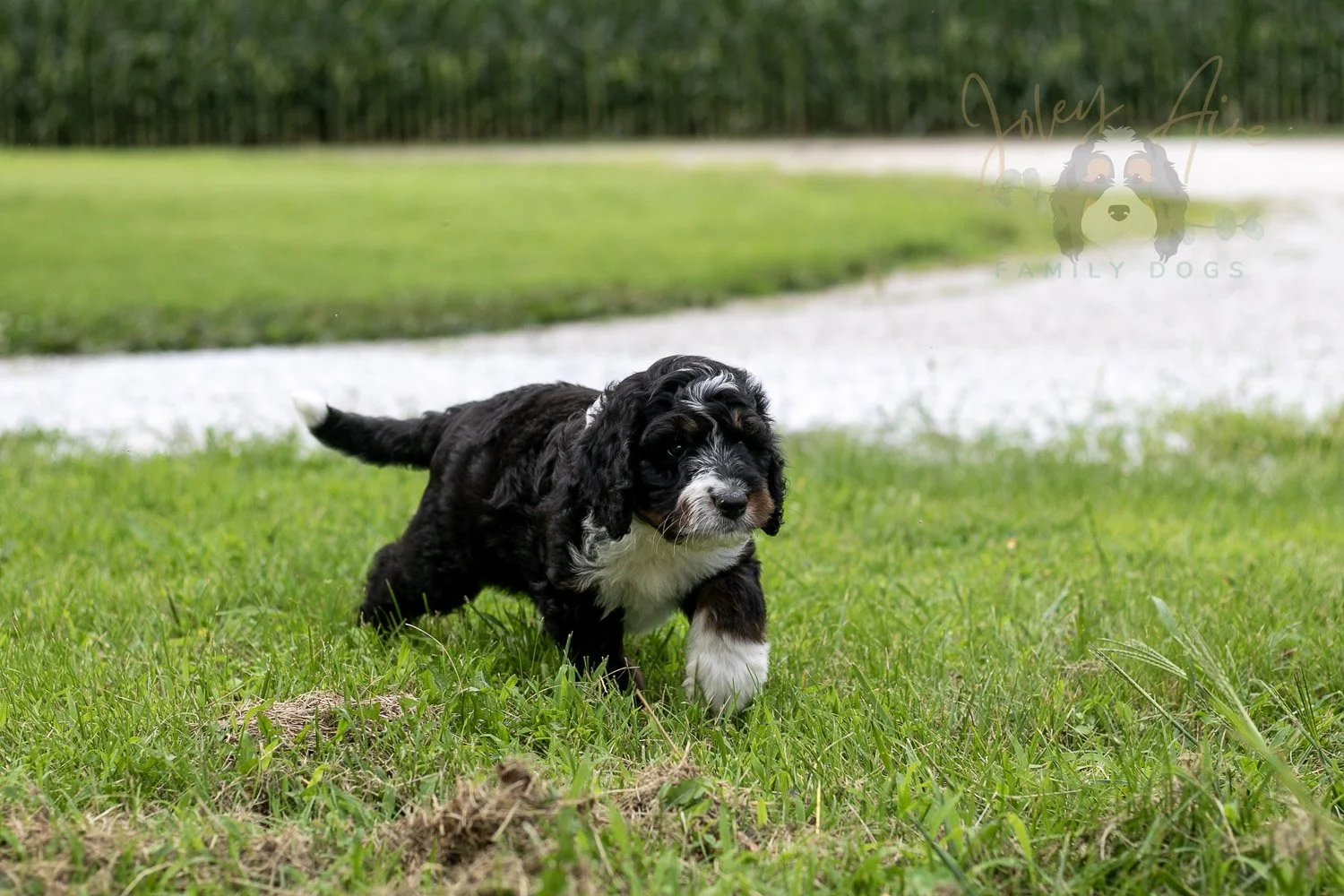 Yosemite Bernedoodle Puppy-82.jpg
