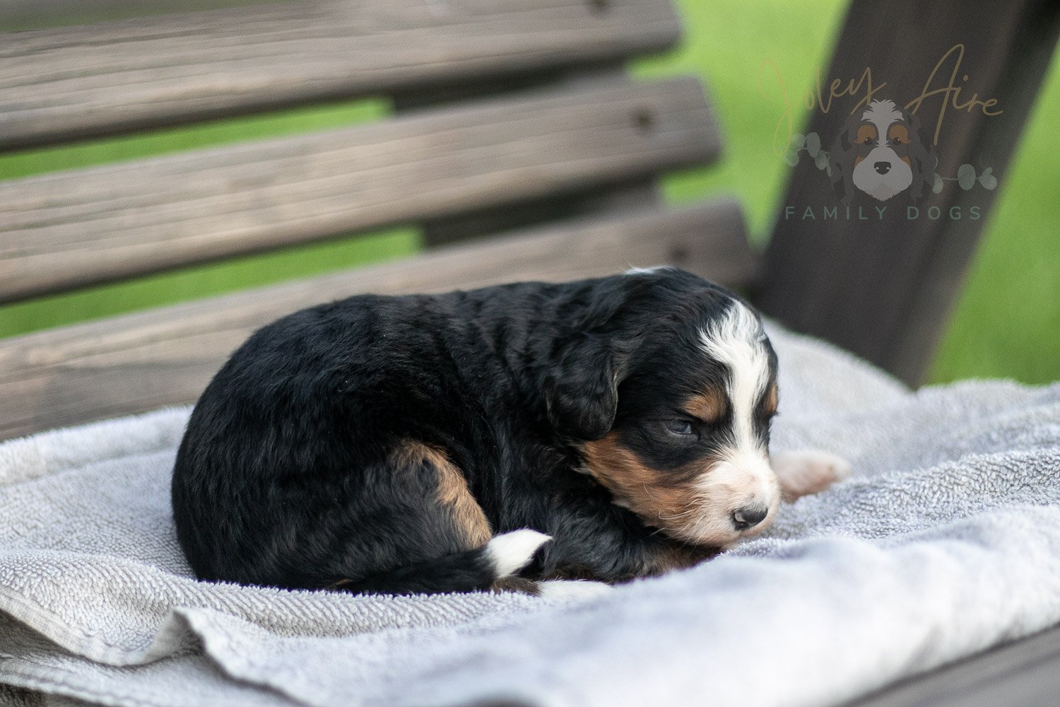 Diana Barry Bernedoodle Puppy-18.jpg