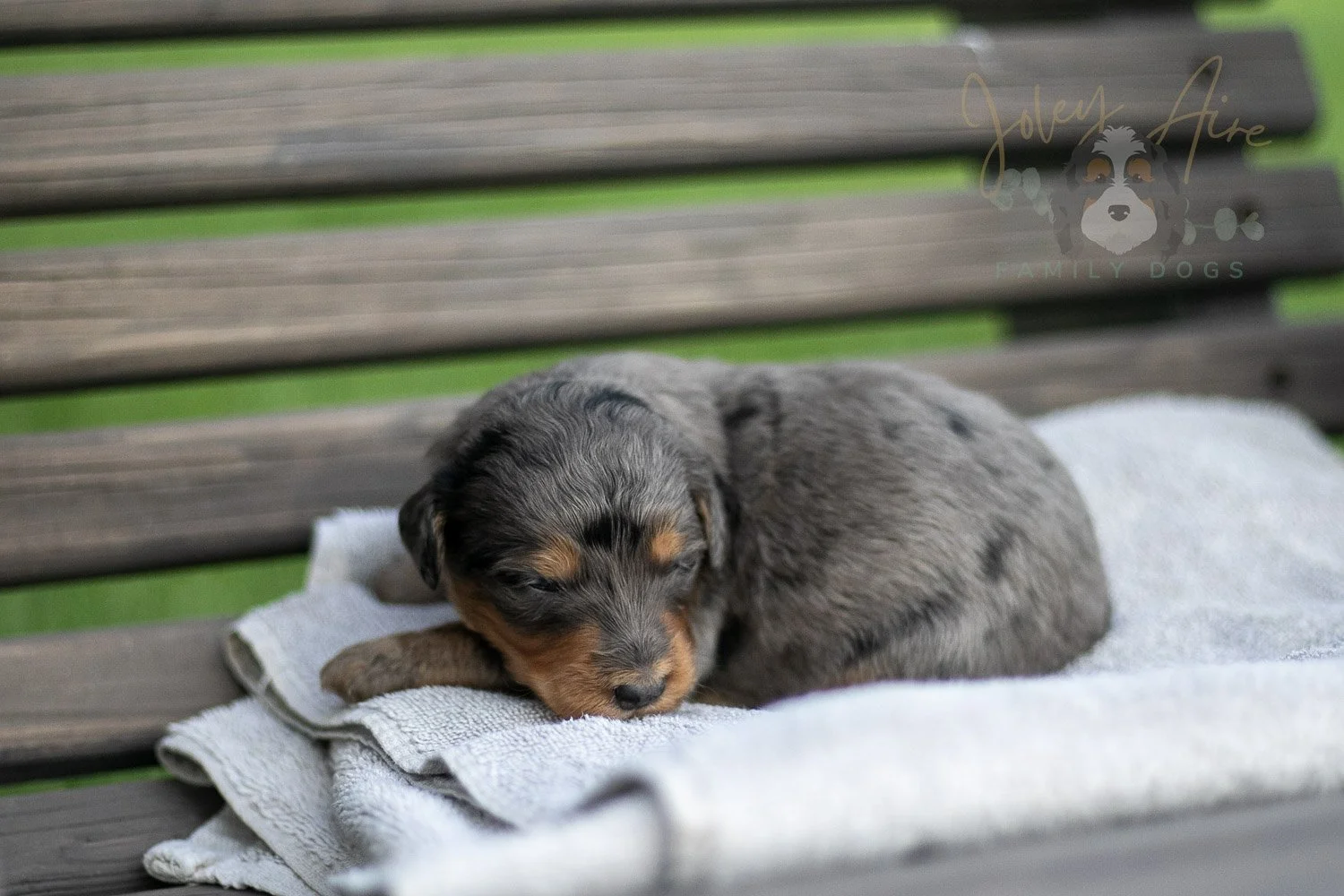 Josie Pye Bernedoodle Puppy-05.jpg