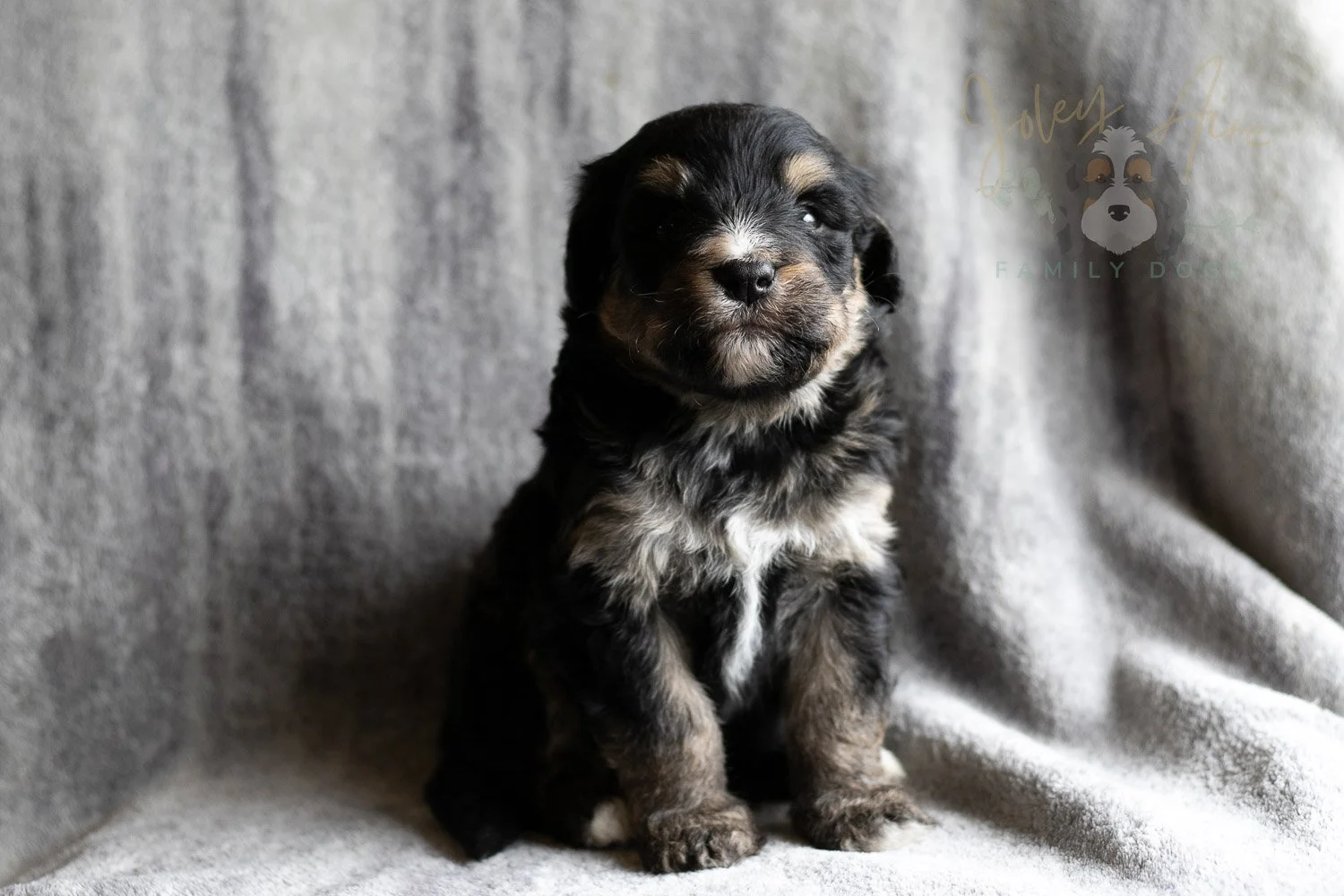 Da Vinci Bernedoodle Puppy-160.jpg