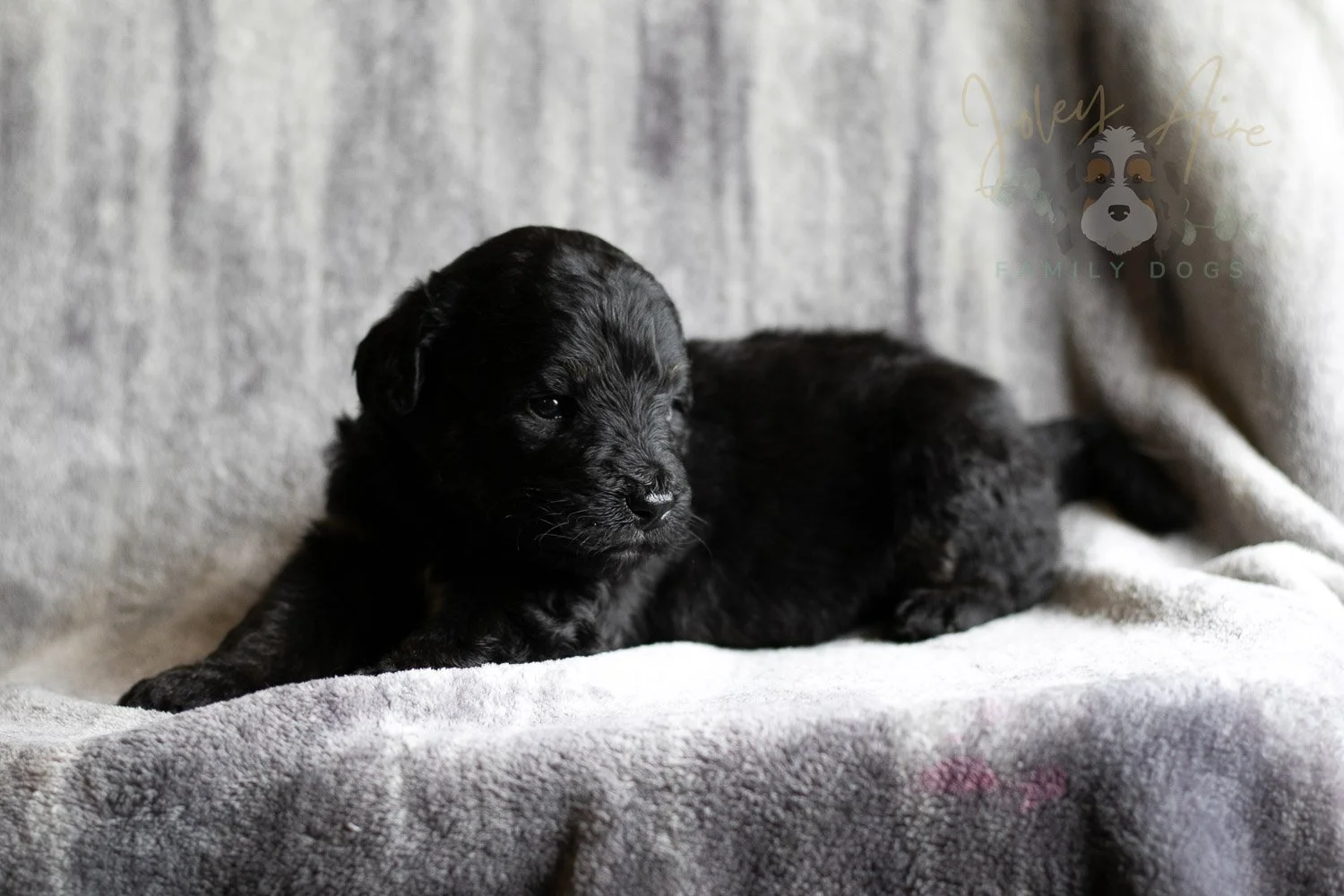 Andy Warhol Bernedoodle Puppy-130.jpg