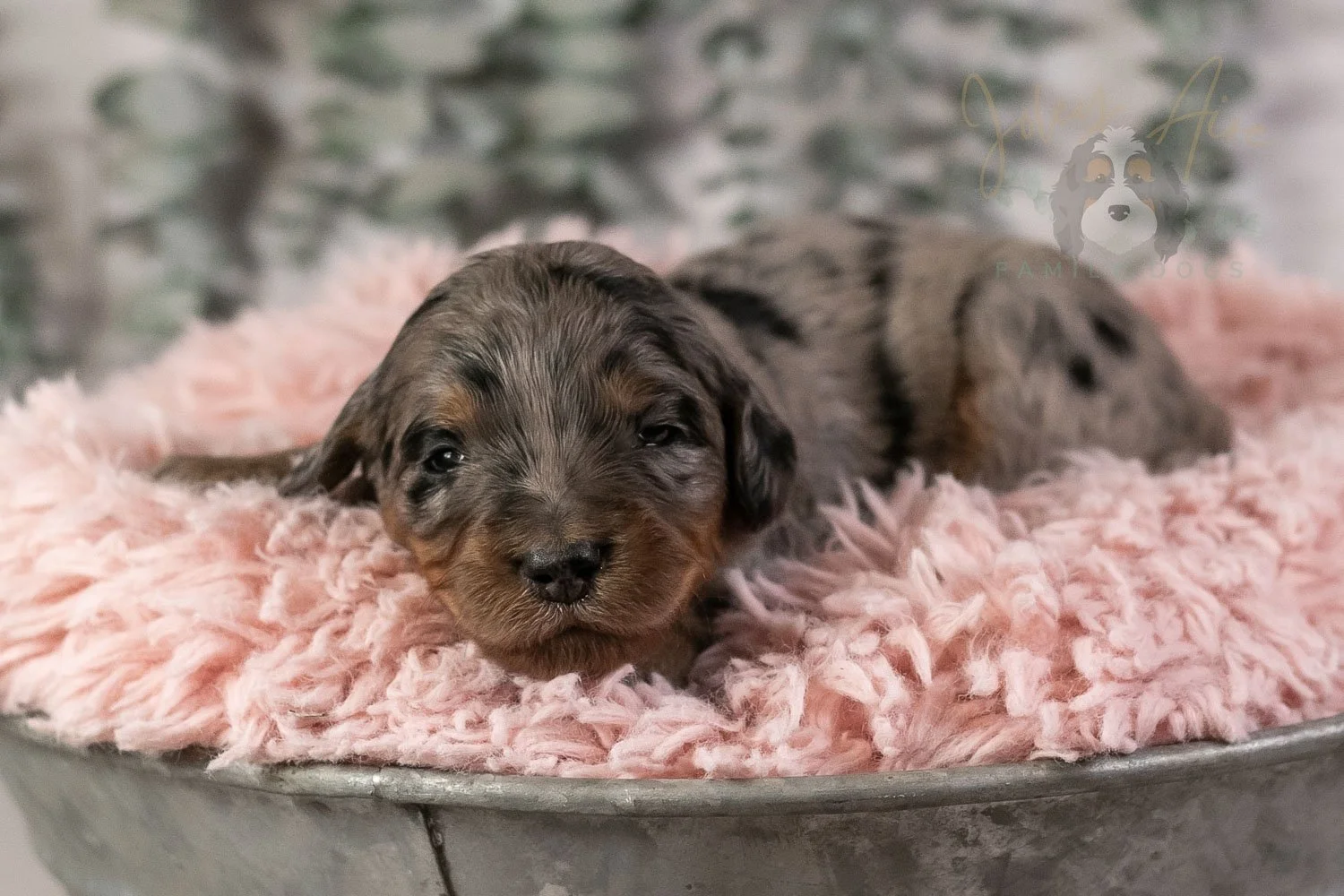 Ukelele Bernedoodle Puppy-4.jpg