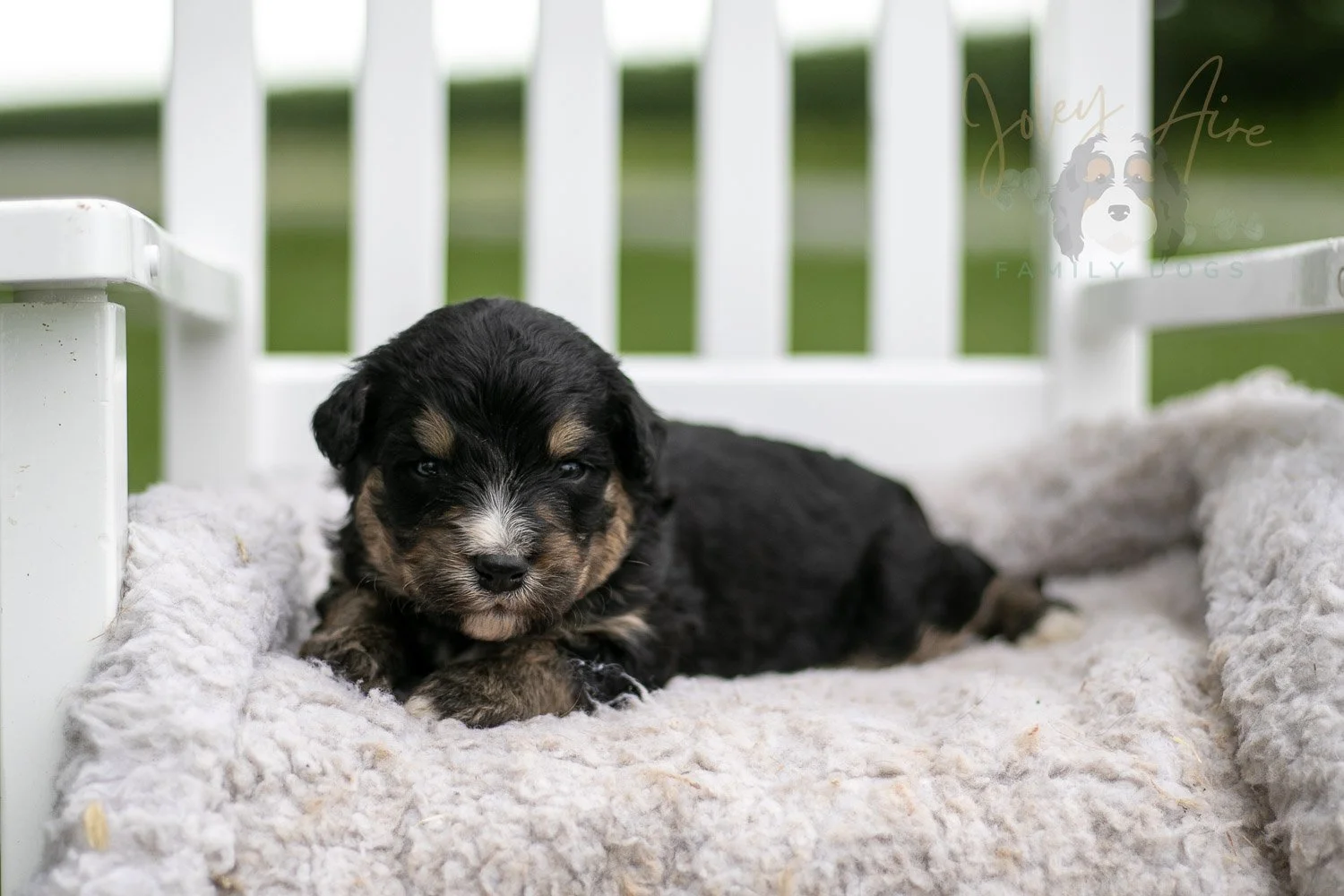 Da Vinci Bernedoodle Puppy-747.jpg