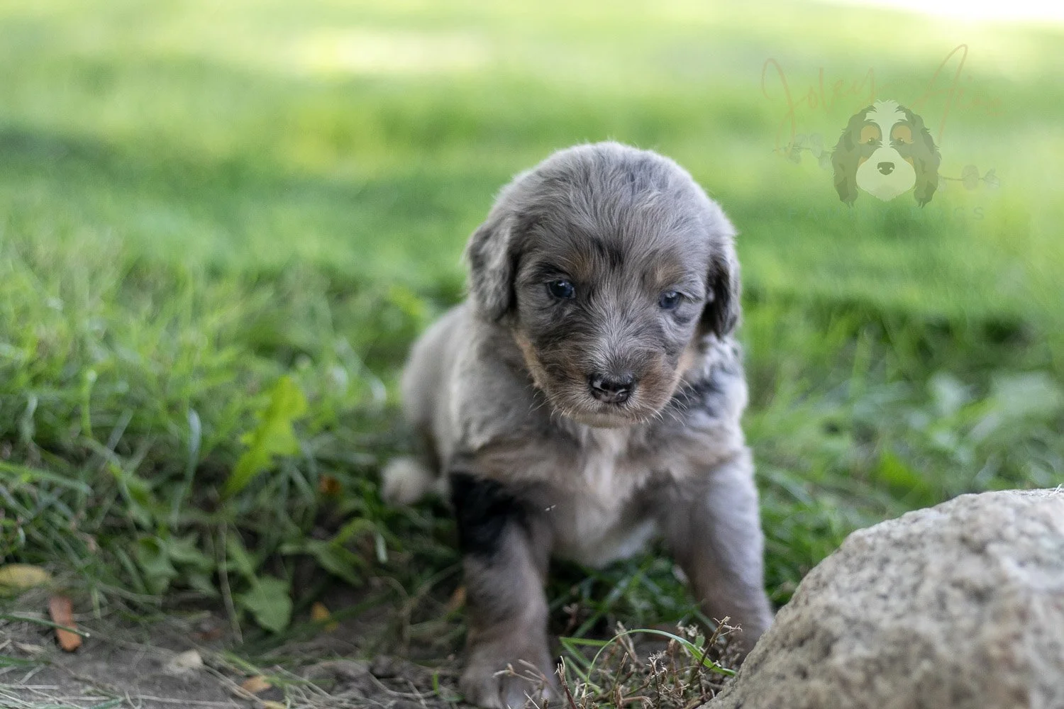 Matthew Cuthbert Bernedoodle Puppy-604.jpg