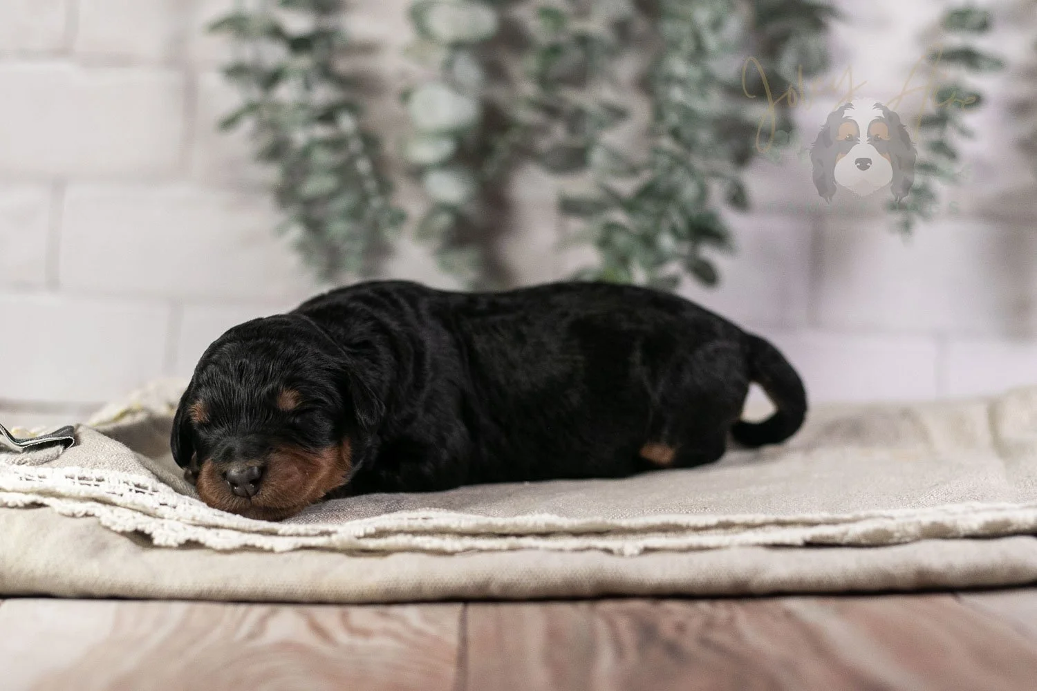 Guitar Bernedoodle Puppy-2.jpg