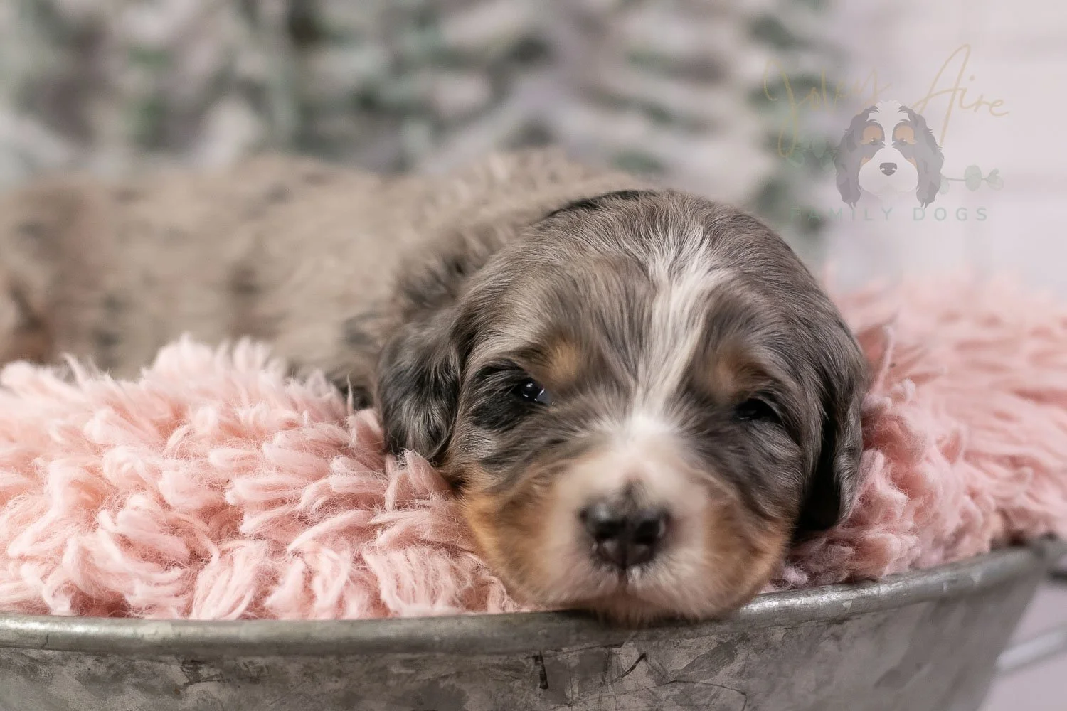 Drum Bernedoodle Puppy-22.jpg