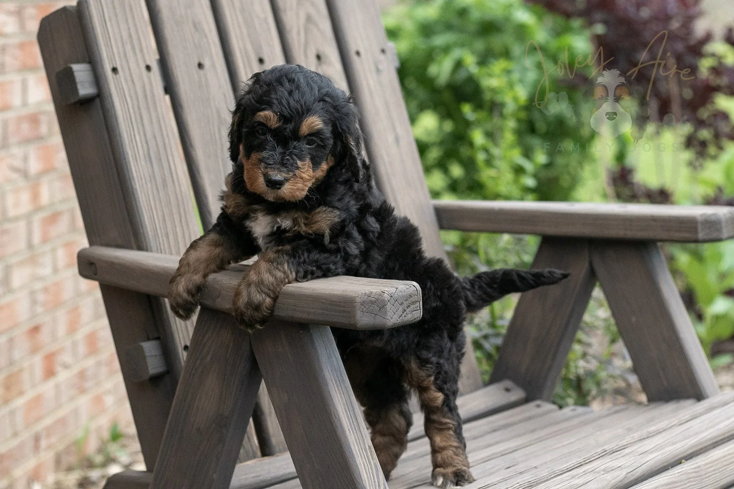 Banjo Bernedoodle Puppy-22.jpg
