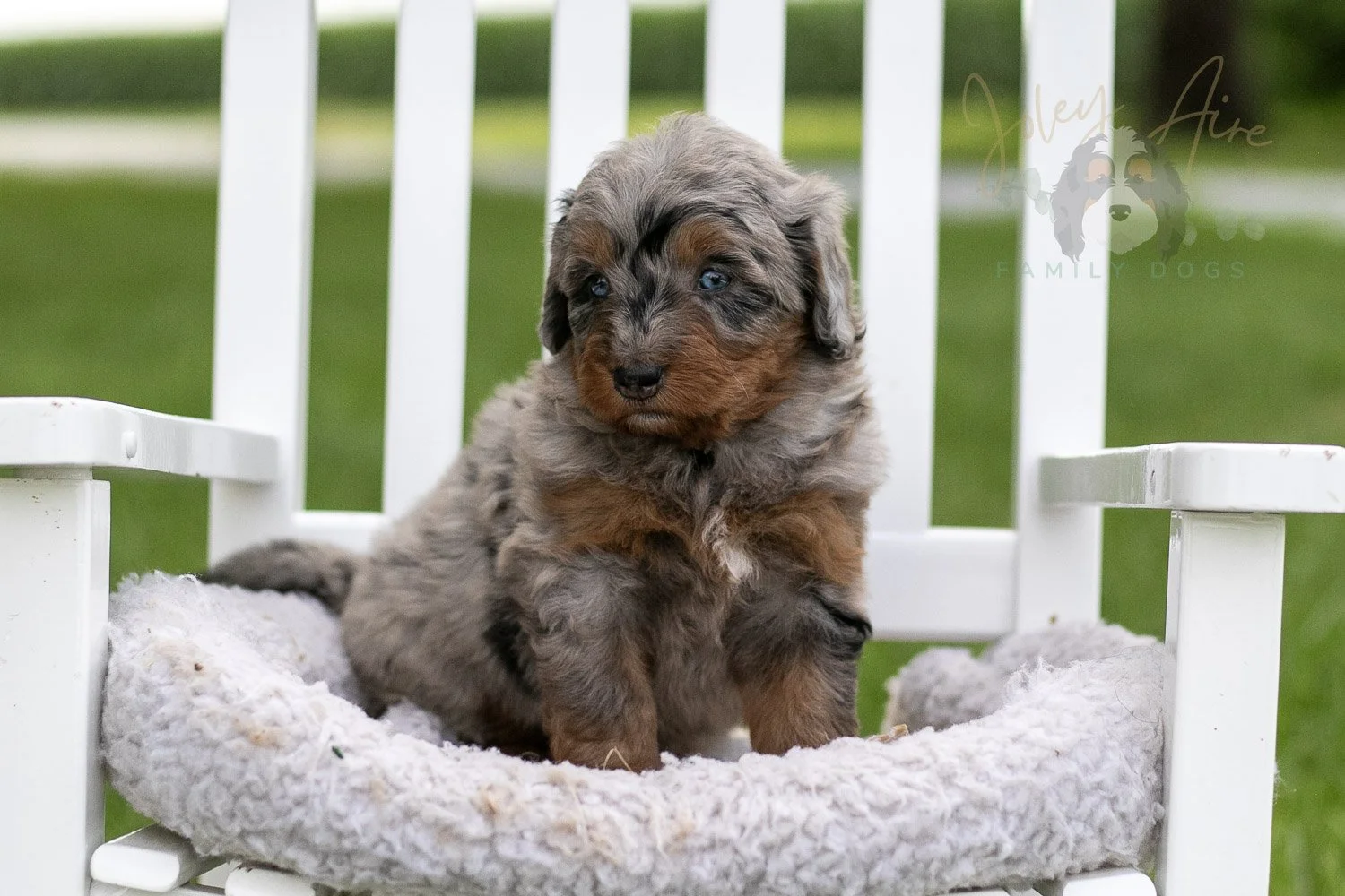 Marrila Cuthbert Bernedoodle Puppy-959.jpg