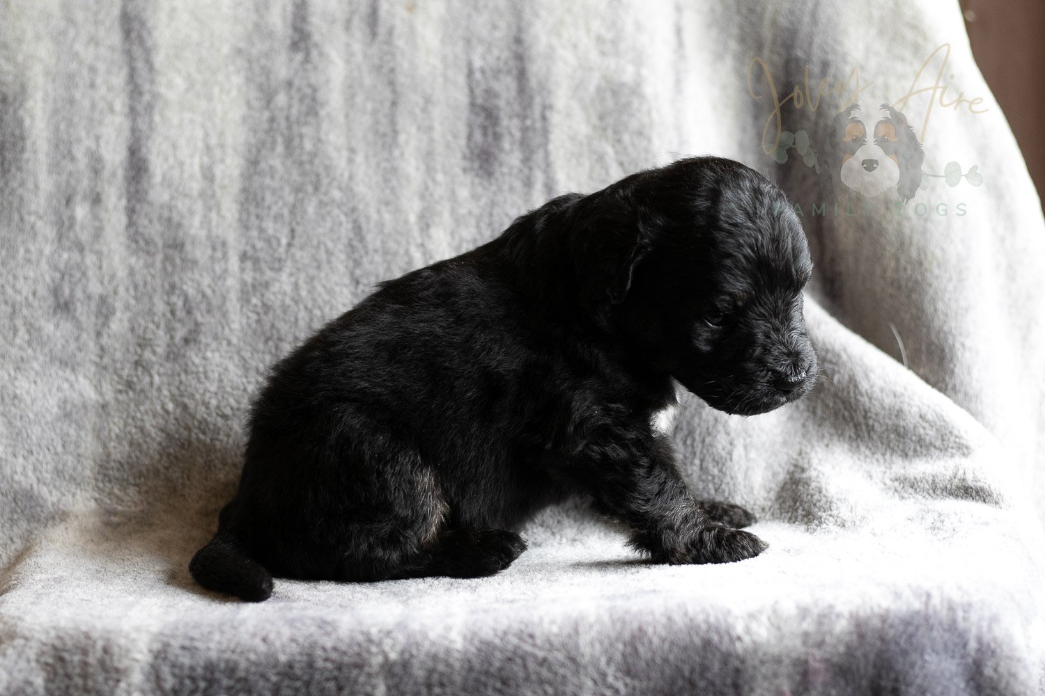 Andy Warhol Bernedoodle Puppy-120.jpg