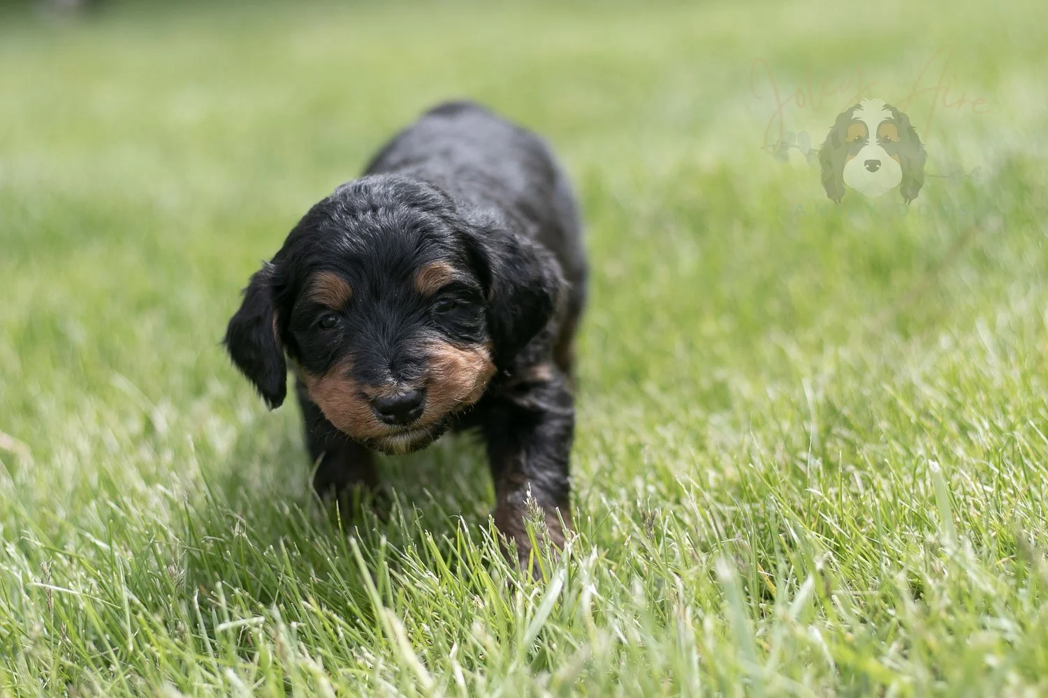 Banjo Bernedoodle Puppy-31.jpg