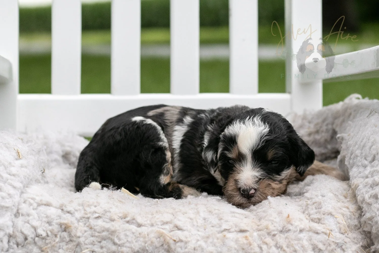 Artemisia Bernedoodle Puppy-652.jpg
