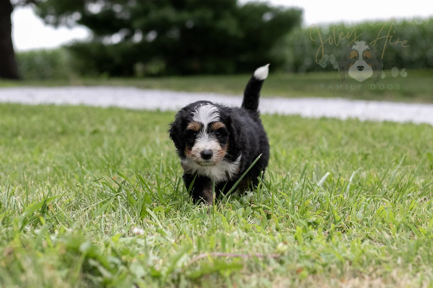 Diana Barry Bernedoodle Puppy-67.jpg