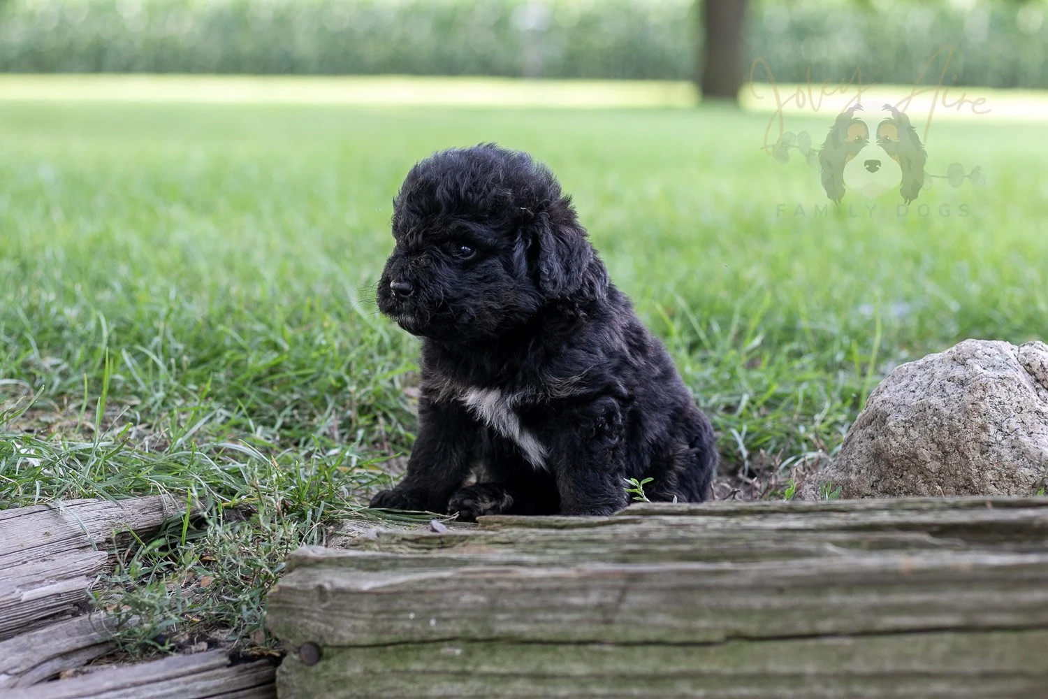 Andy Warhol Bernedoodle Puppy-160.jpg