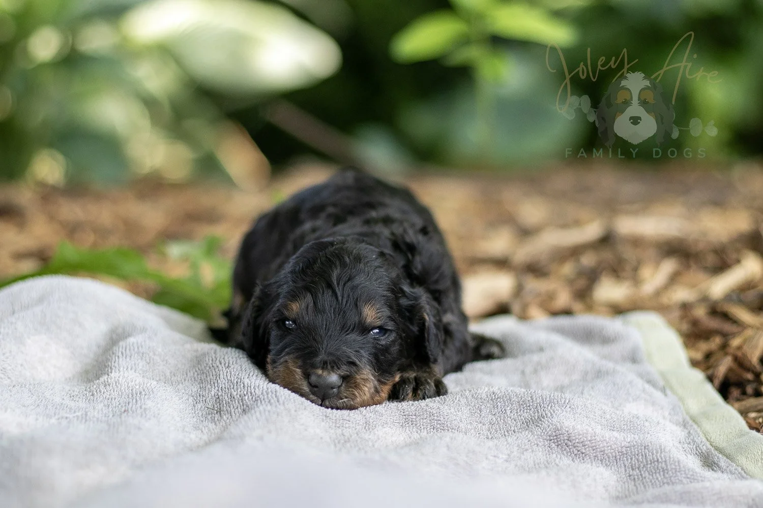 Bryce Bernedoodle Puppy-161.jpg