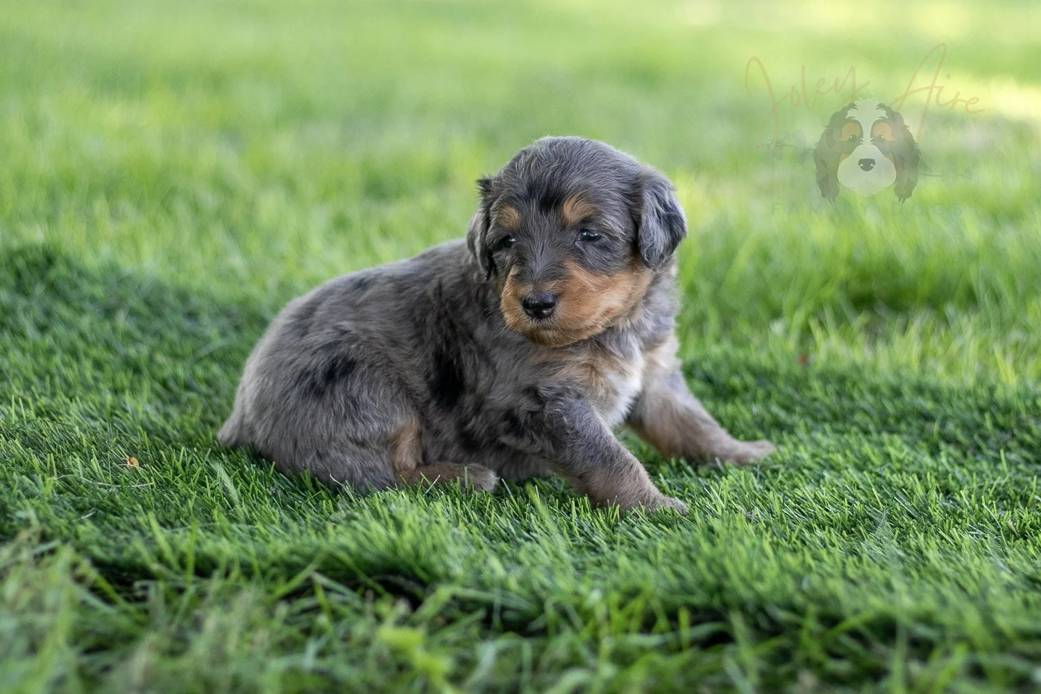 Josie Pye Bernedoodle Puppy-519.jpg