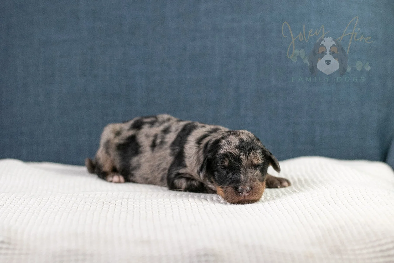 Adam Bernedoodle Puppy-32.jpg