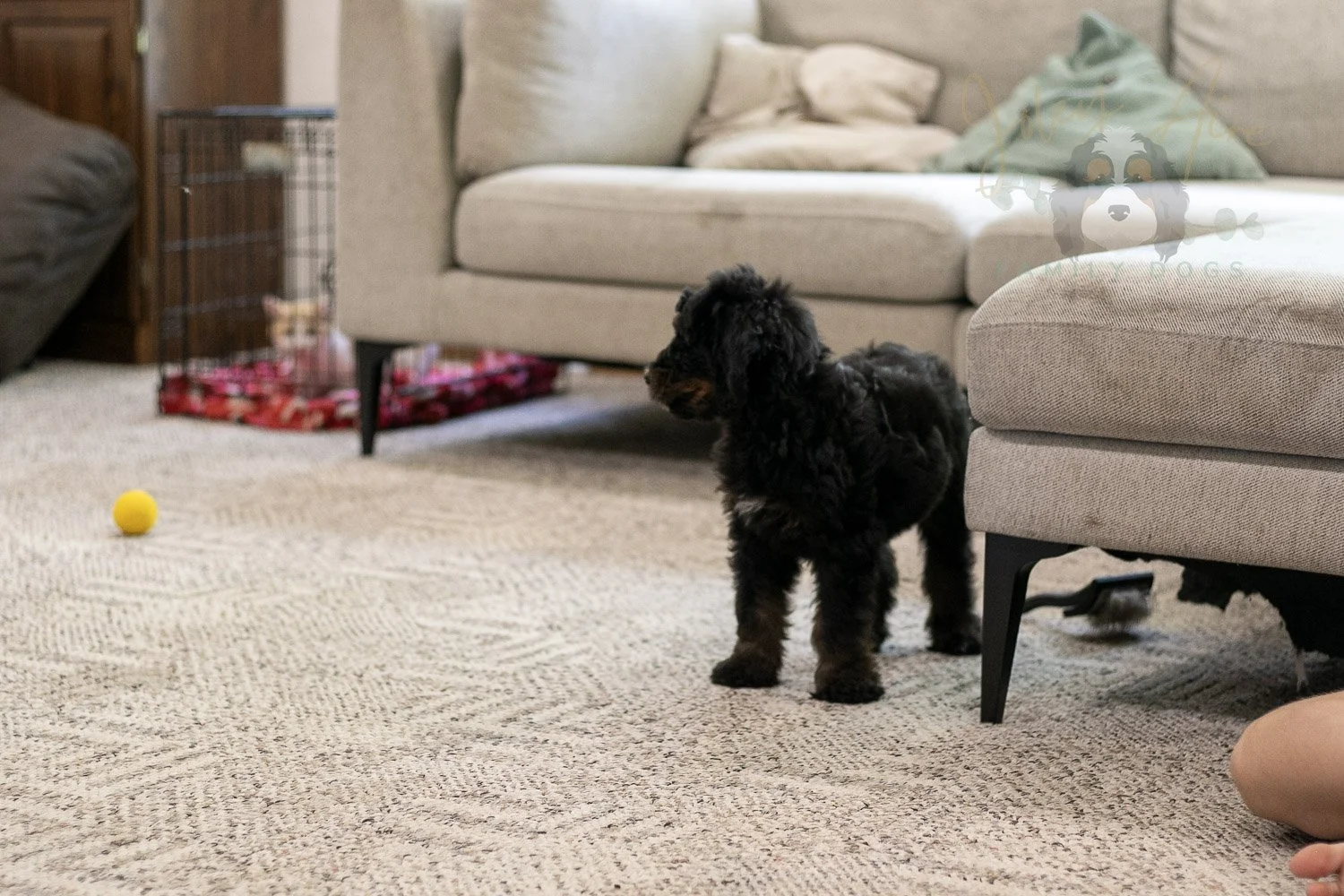 Olympic Bernedoodle Puppy-474.jpg