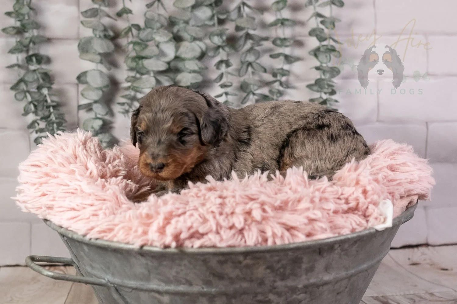 Flute Bernedoodle Puppy-16.jpg