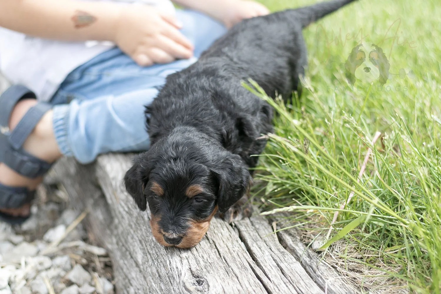 Banjo Bernedoodle Puppy-43.jpg
