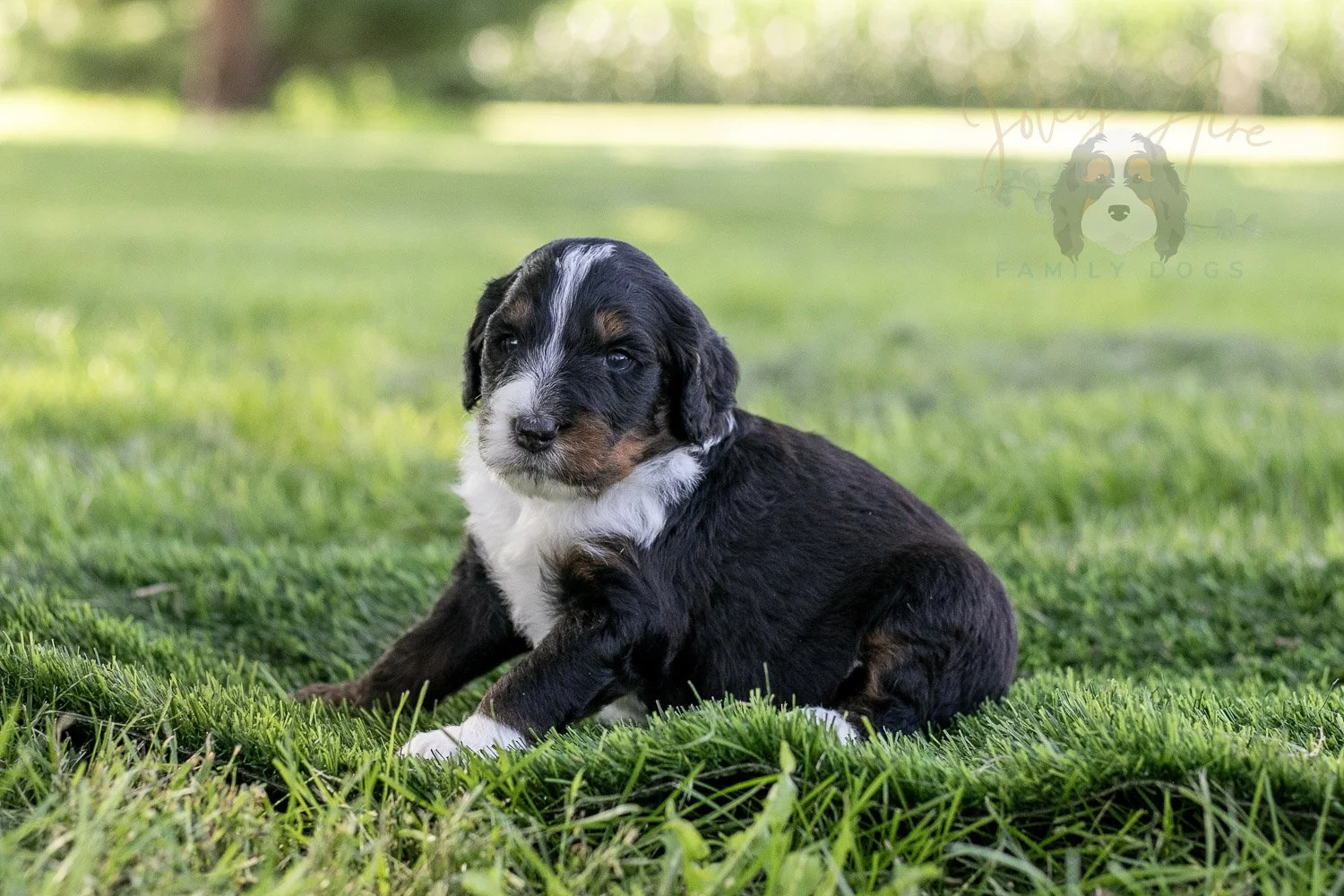 Yosemite Bernedoodle Puppy-381.jpg
