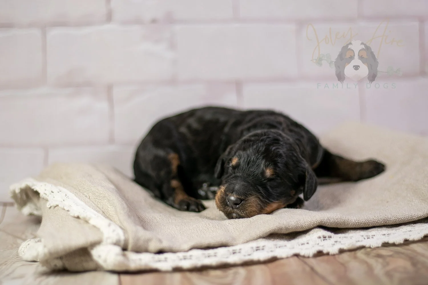 Bryce Bernedoodle Puppy-192.jpg