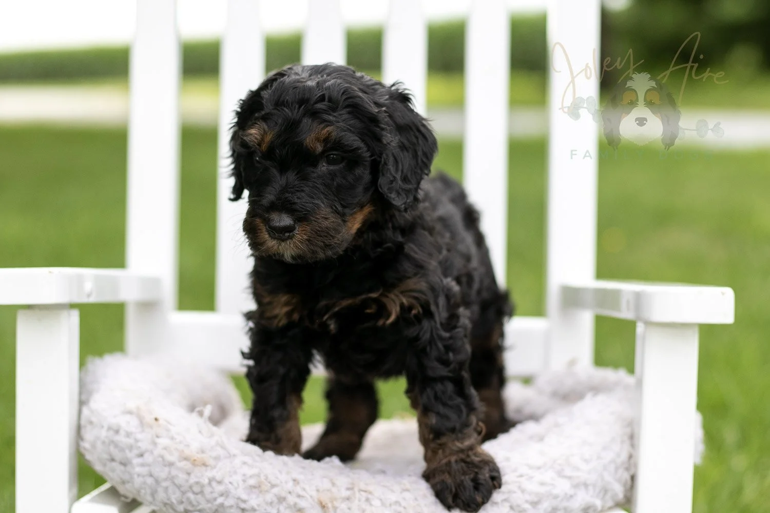 Denali Bernedoodle Puppy-843.jpg