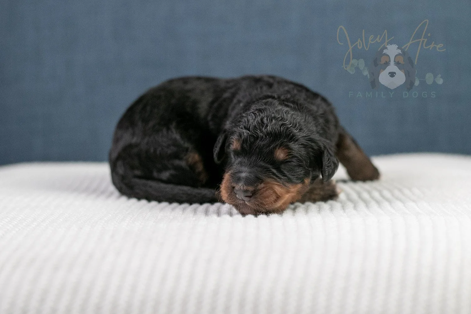 Asher Bernedoodle Puppy-83.jpg