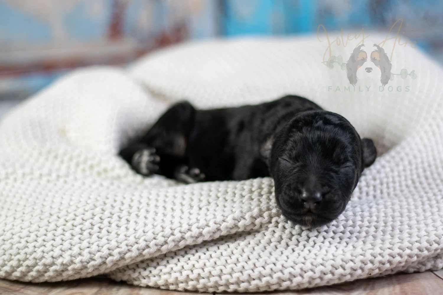 Andy Warhol Bernedoodle Puppy-46.jpg