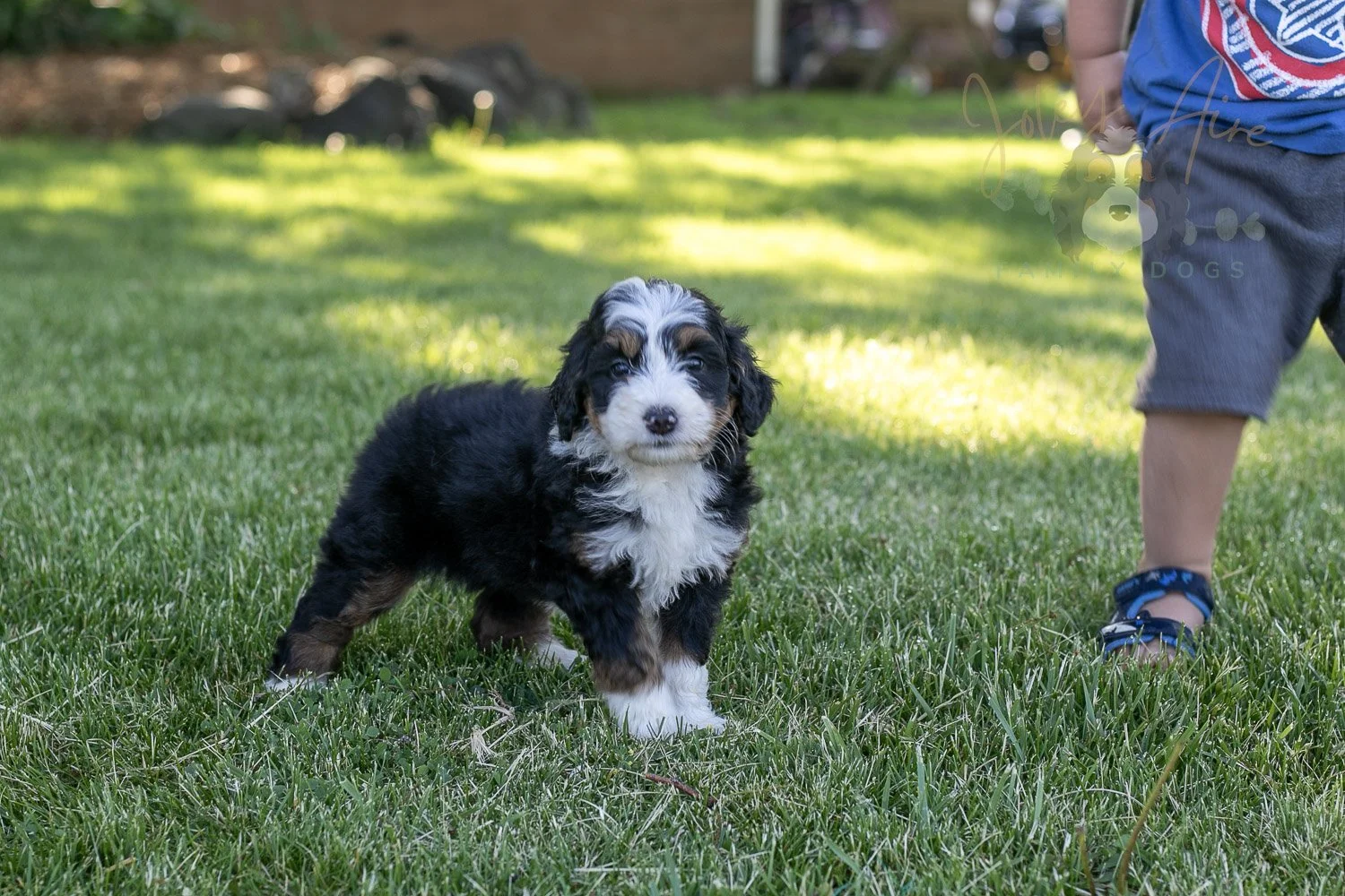 Harmonica Bernedoodle Puppy-1.jpg