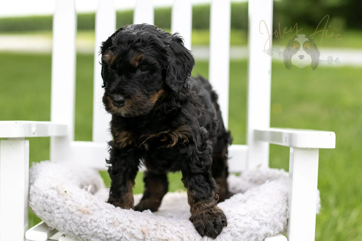 Denali Bernedoodle Puppy-844.jpg