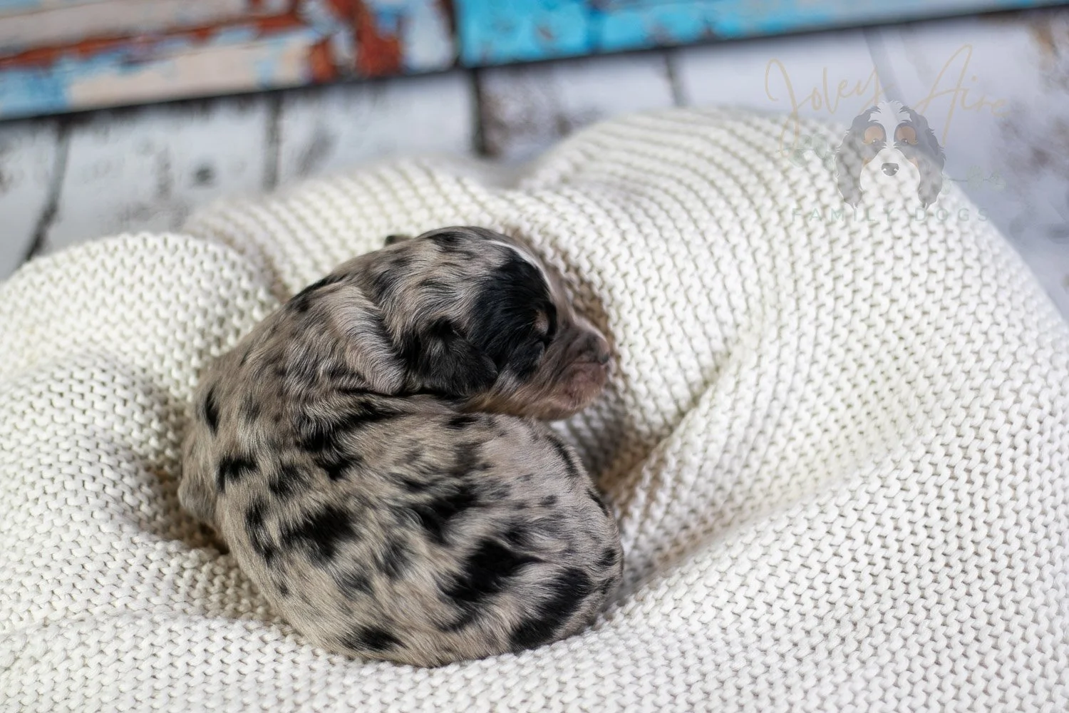 Frida Kahlo Bernedoodle Puppy-33.jpg