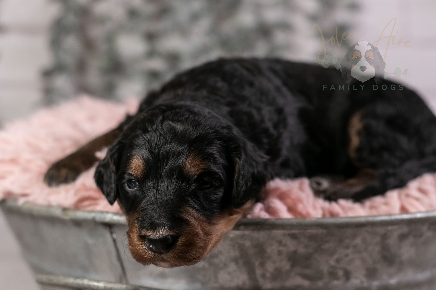 Banjo Bernedoodle Puppy-32.jpg