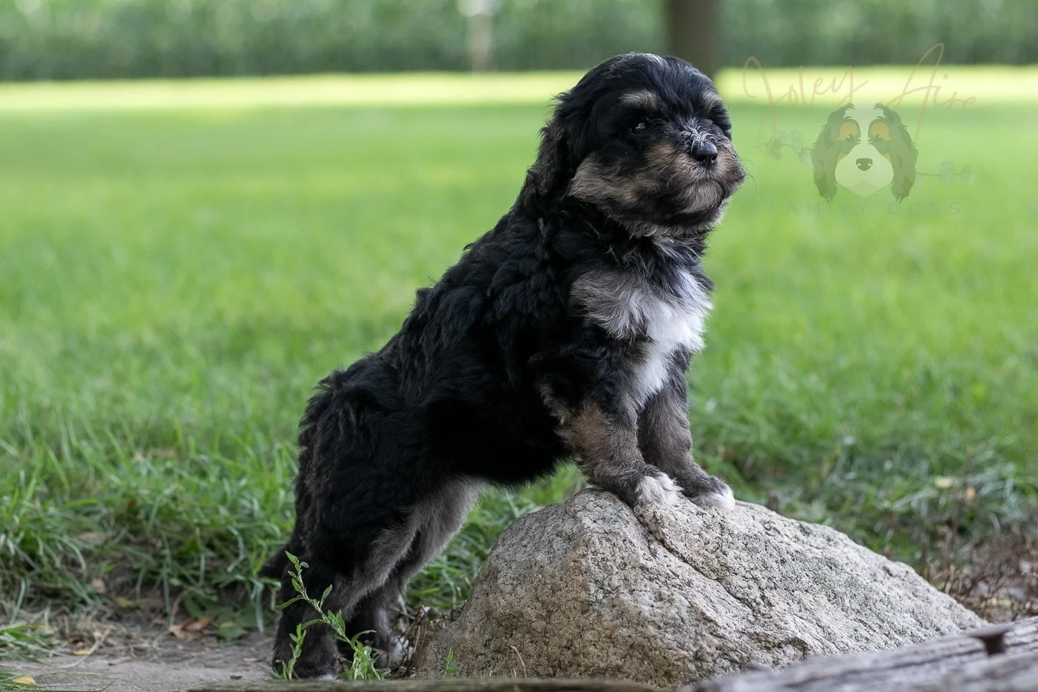 Georgia Bernedoodle Puppy-223.jpg