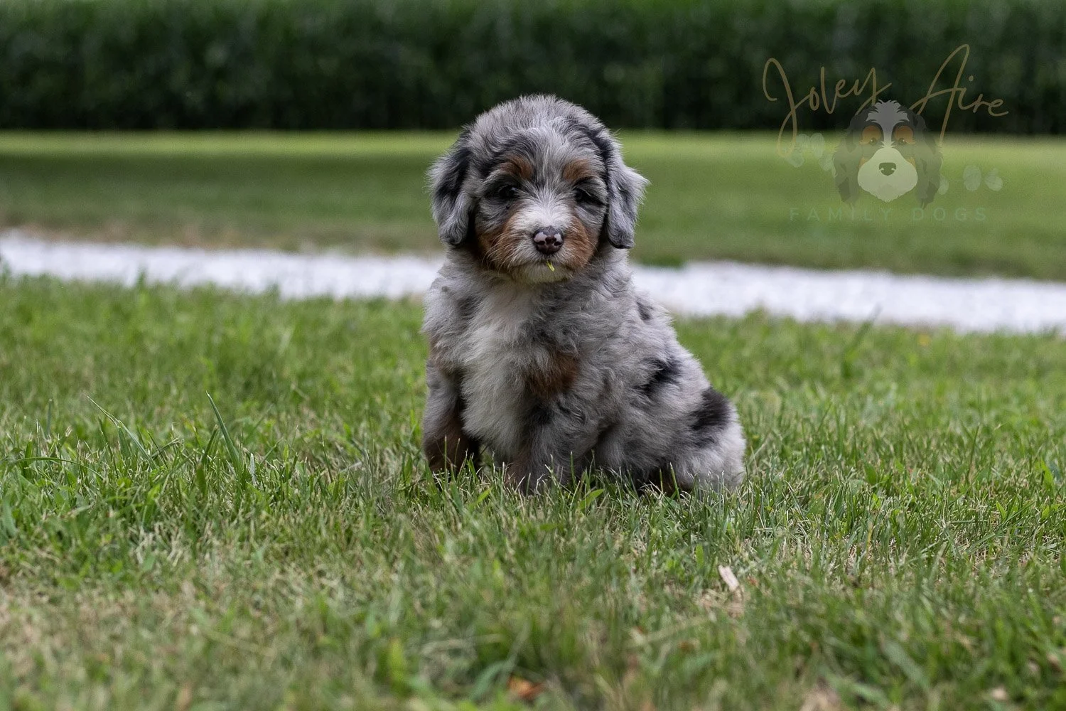 Rachel Lynde Bernedoodle Puppy-7.jpg