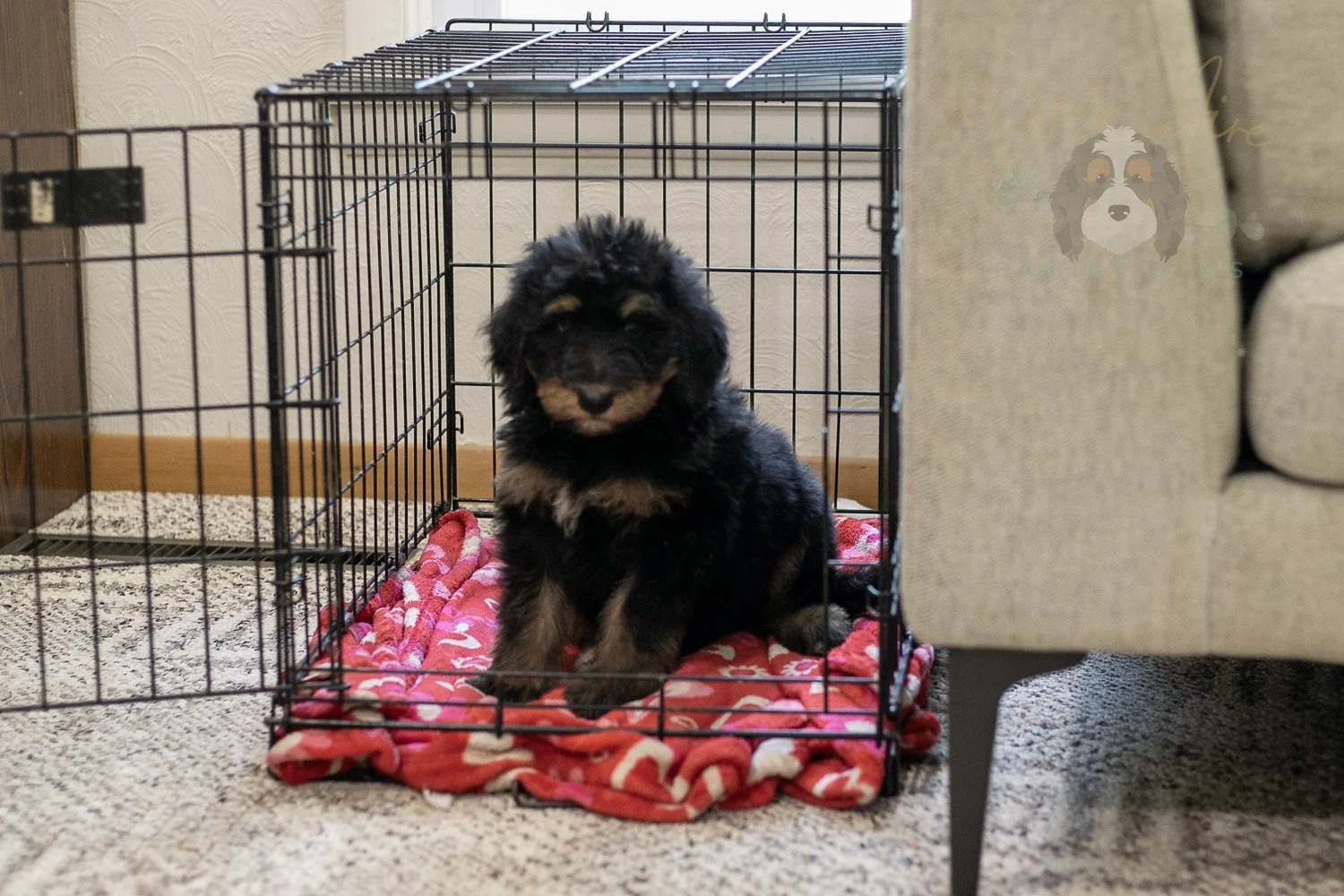 Gilbert Bernedoodle Puppy-343.jpg