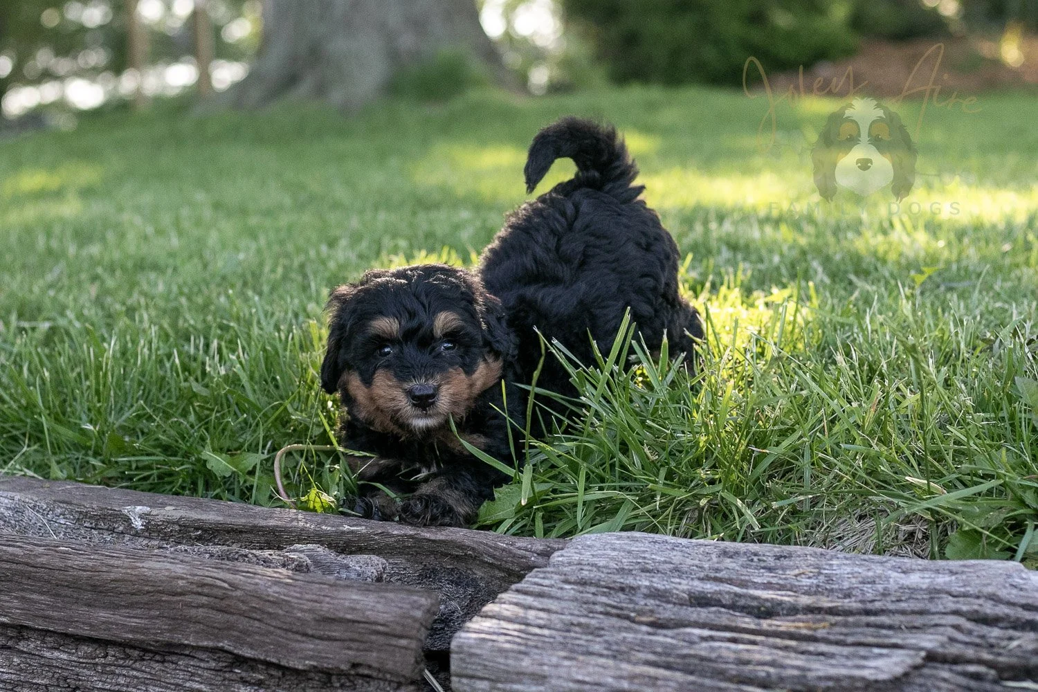 Guitar Bernedoodle Puppy-17.jpg