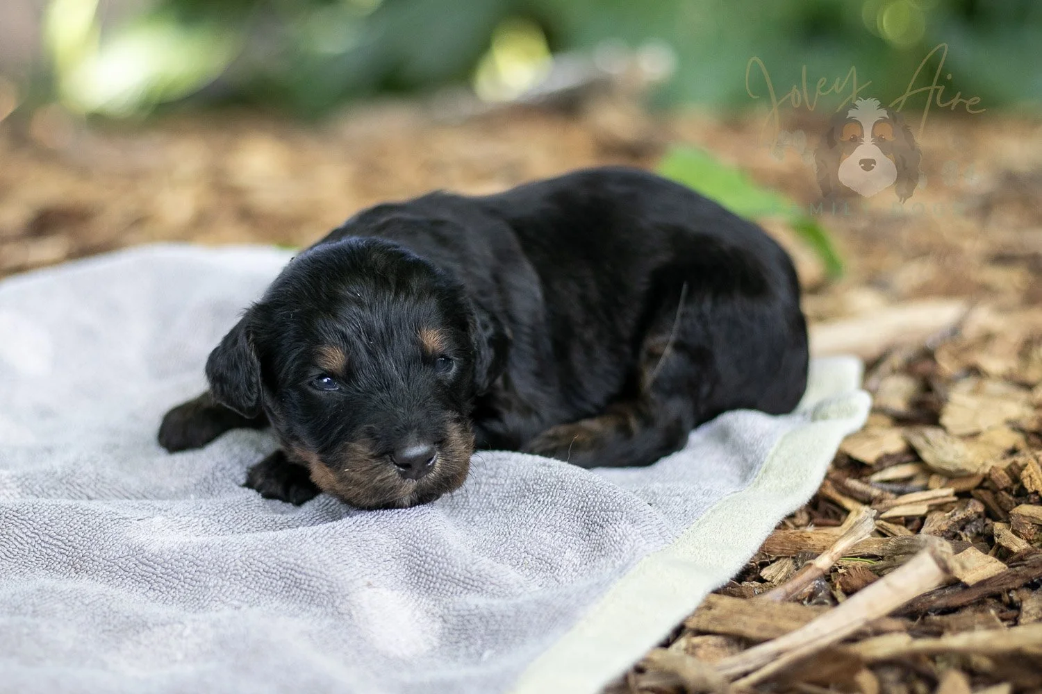 Olympic Bernedoodle Puppy-123.jpg