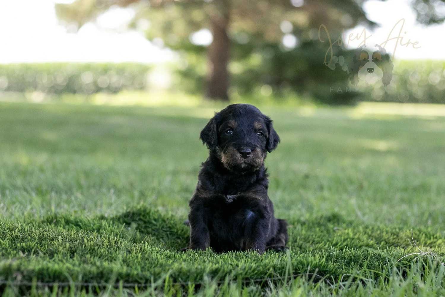 Olympic Bernedoodle Puppy-353.jpg