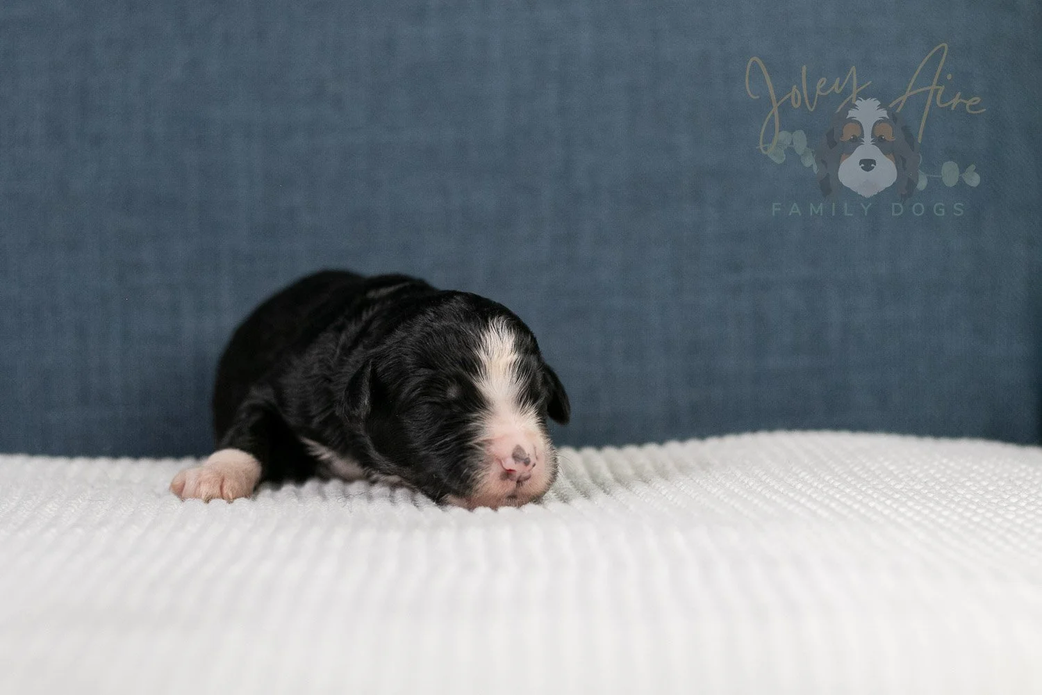 April Bernedoodle Puppy-05.jpg
