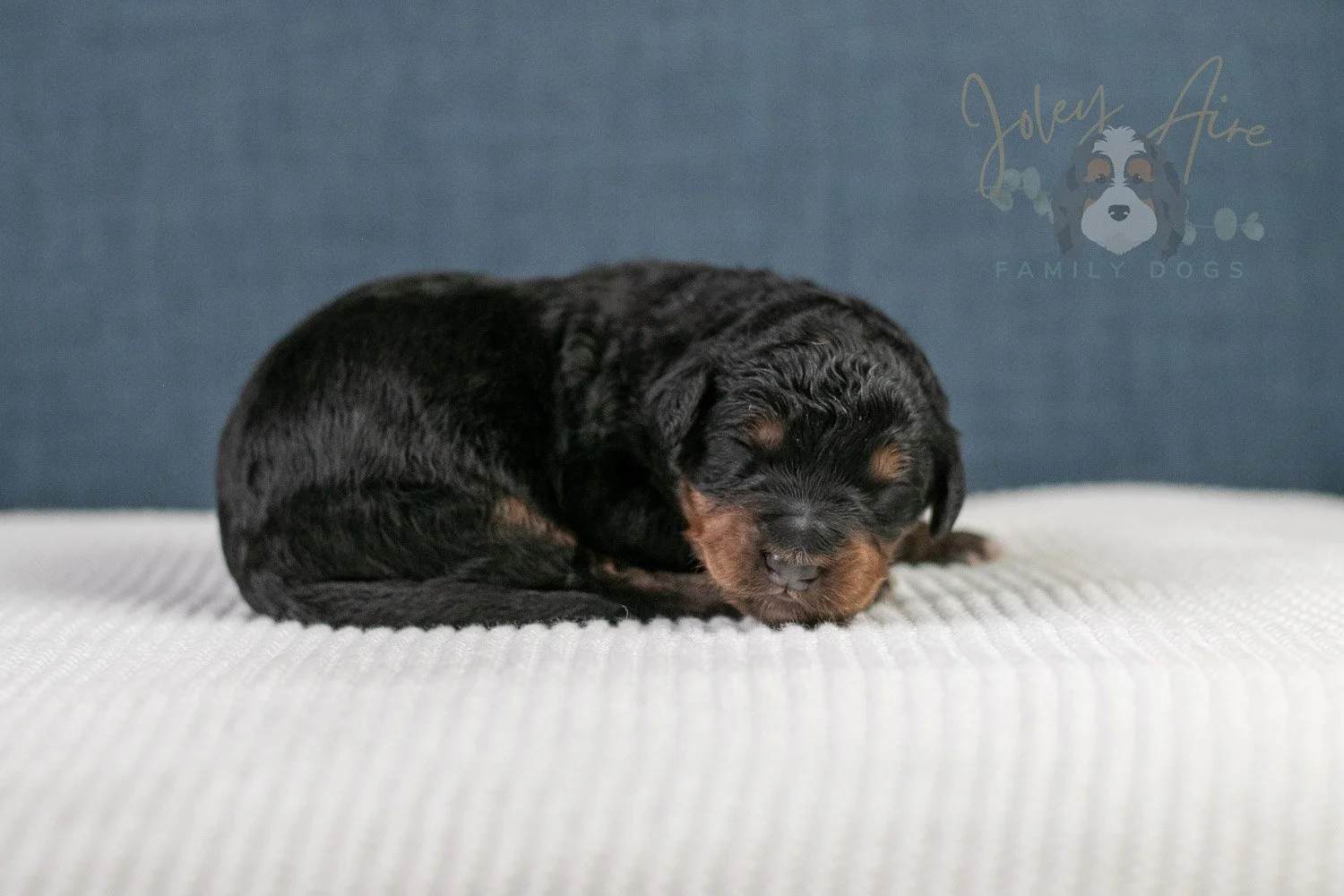 Asher Bernedoodle Puppy-82.jpg