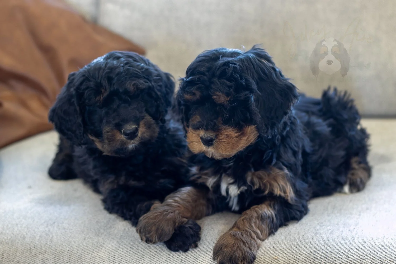 Aurora & Cinderella Bernedoodle Puppy-01.jpg