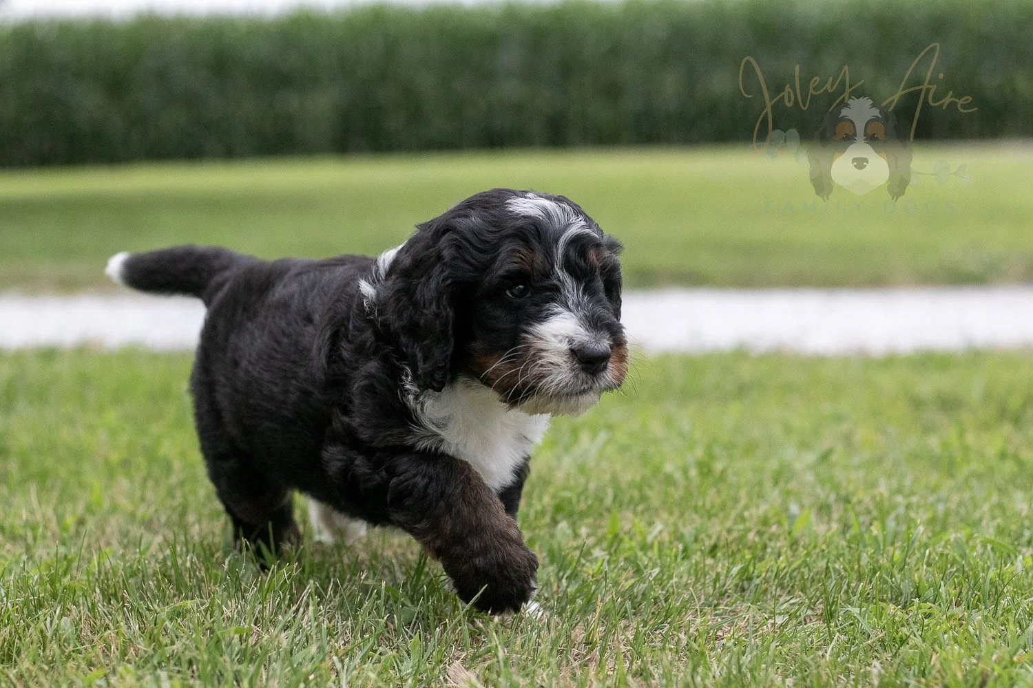 Yosemite Bernedoodle Puppy-08.jpg