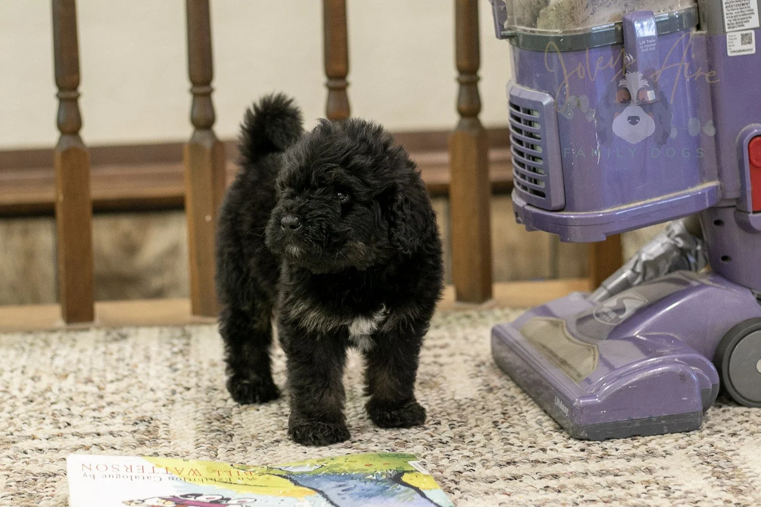 Andy Bernedoodle Puppy-292.jpg