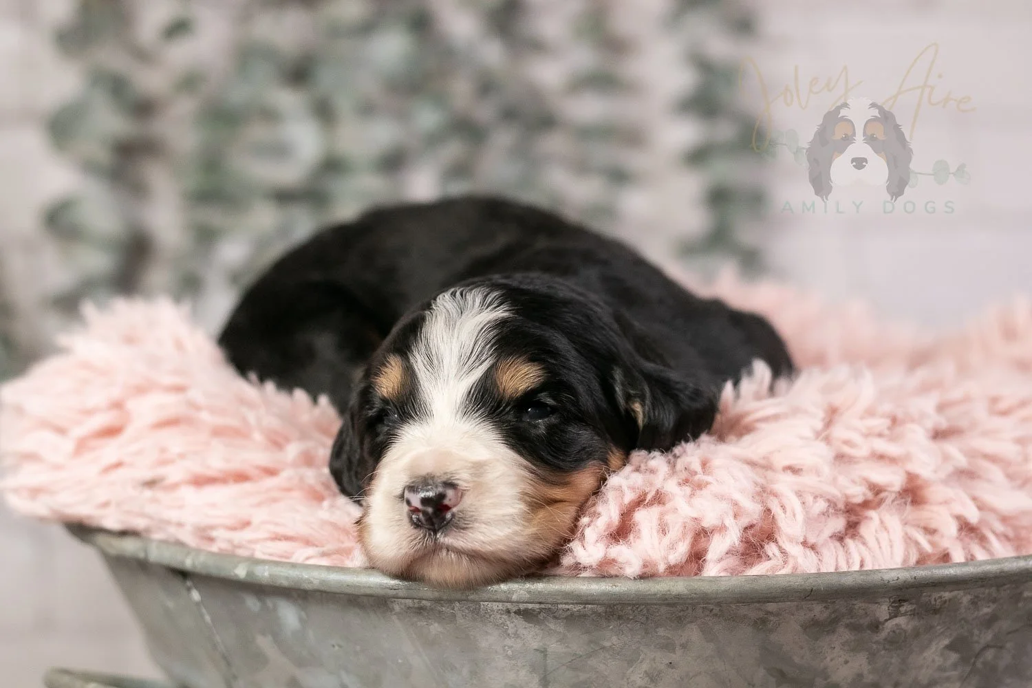 Trumpet Bernedoodle Puppy-18.jpg