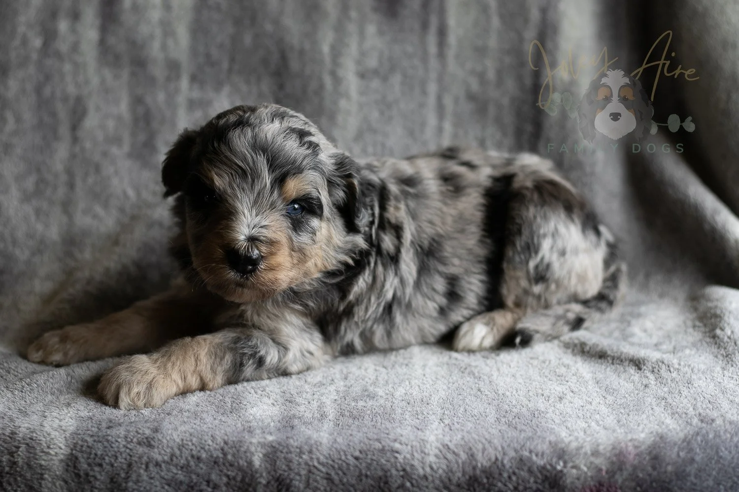 Mary Cassatt Bernedoodle Puppy-175.jpg