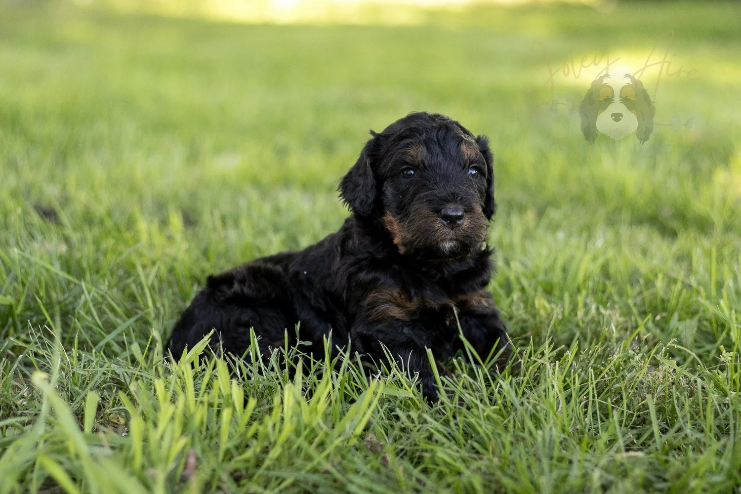 Acadia Bernedoodle Puppy-423.jpg