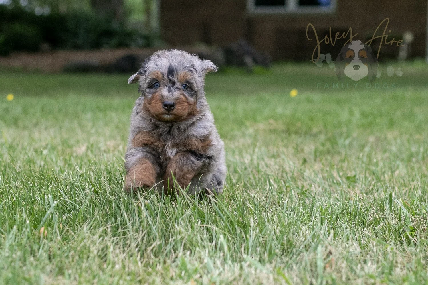 Marilla Cuthbert Bernedoodle Puppy-60.jpg