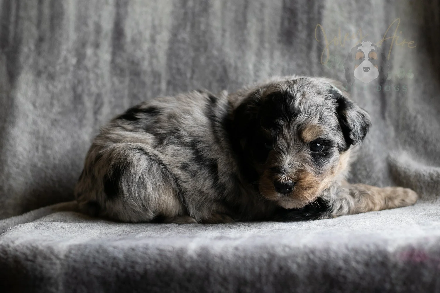 Frida Bernedoodle Puppy-150.jpg