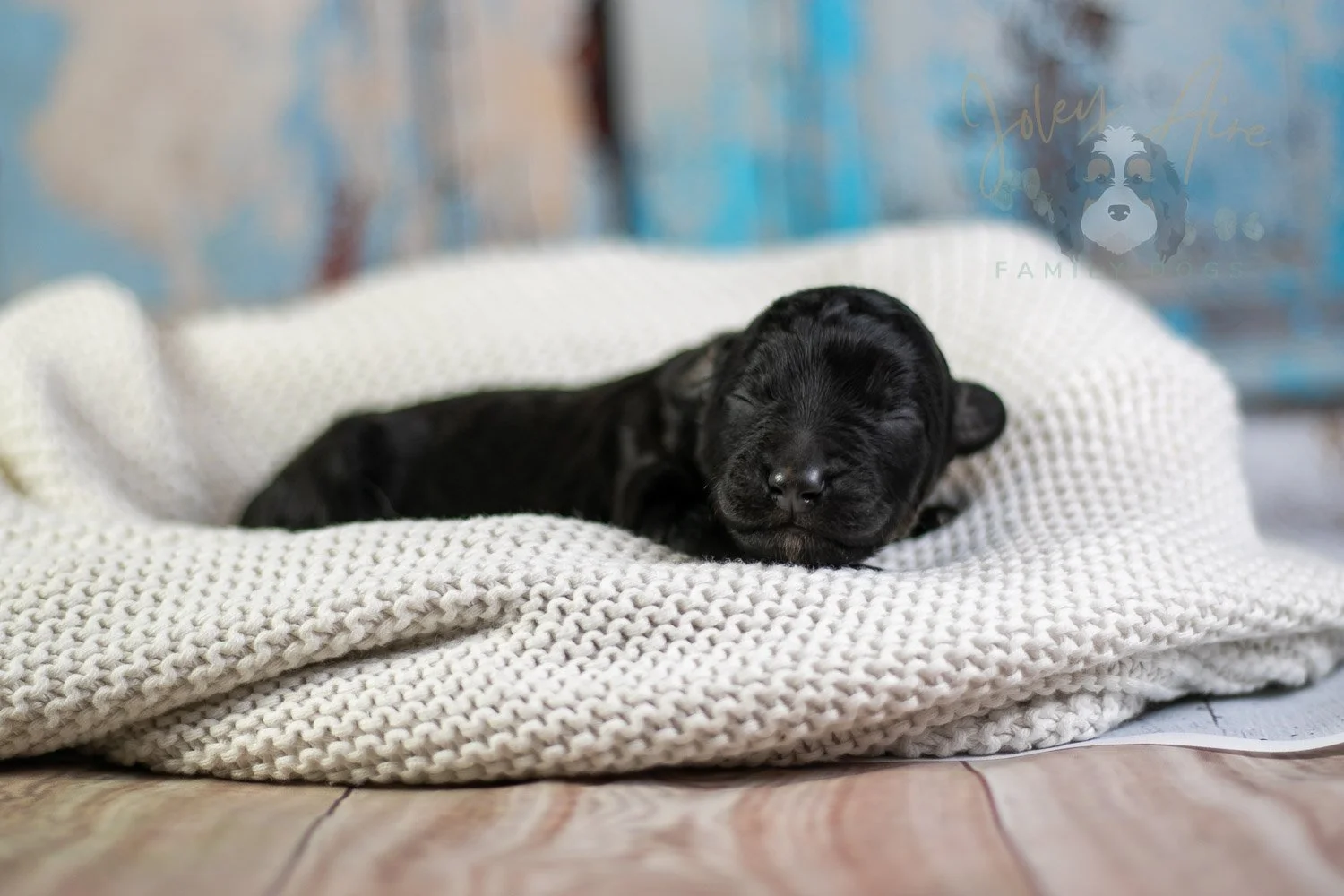 Andy Warhol Bernedoodle Puppy-48.jpg