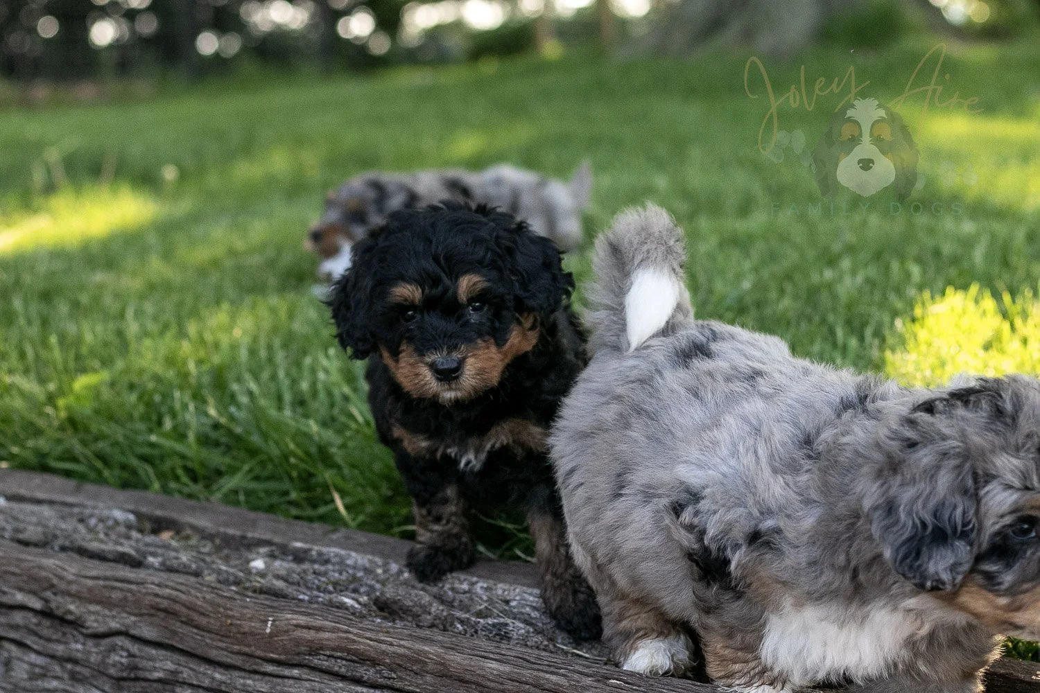 Guitar Bernedoodle Puppy-6.jpg